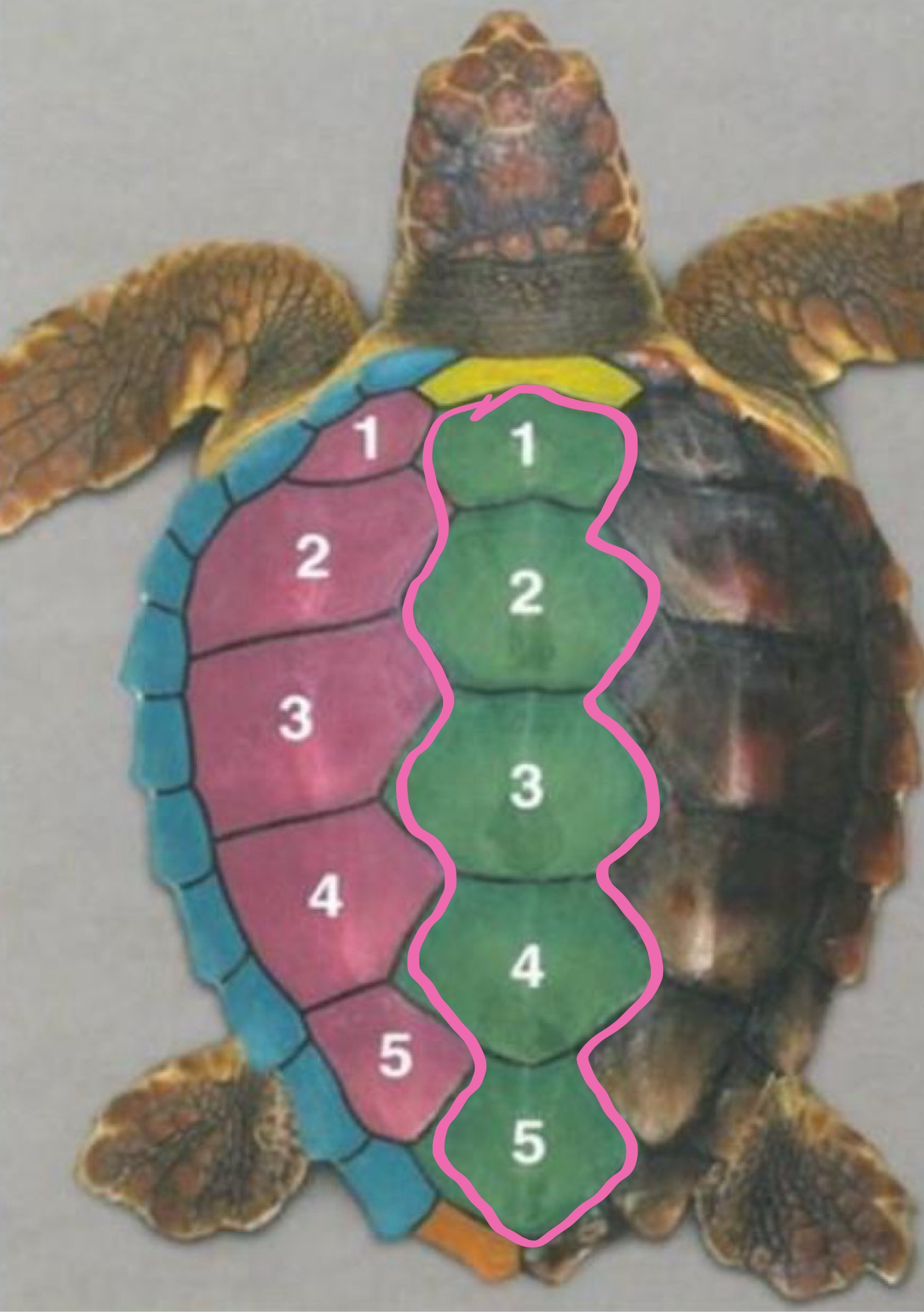 <p>Label the figure </p>