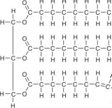 <ul><li><p>A covalent bond formed between a glycerol and fatty acids through a dehydration reaction, creating a triglycerol</p></li></ul><p></p>