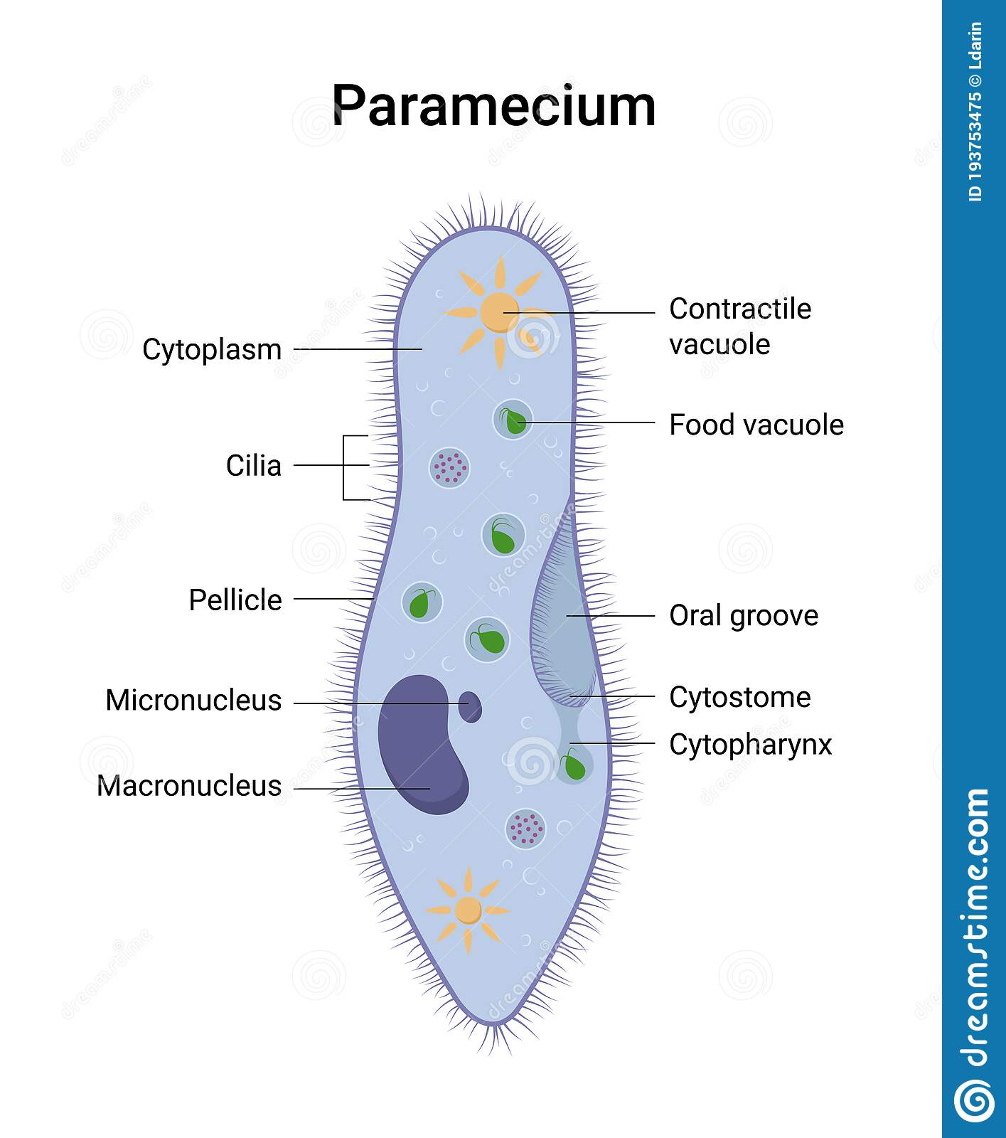 <ul><li><p>Eukaryotic</p></li><li><p>Some can cause disease in humans</p></li><li><p>Very variable:</p></li><li><p>Some are plant-like, animal-like or fungi-like</p></li></ul>