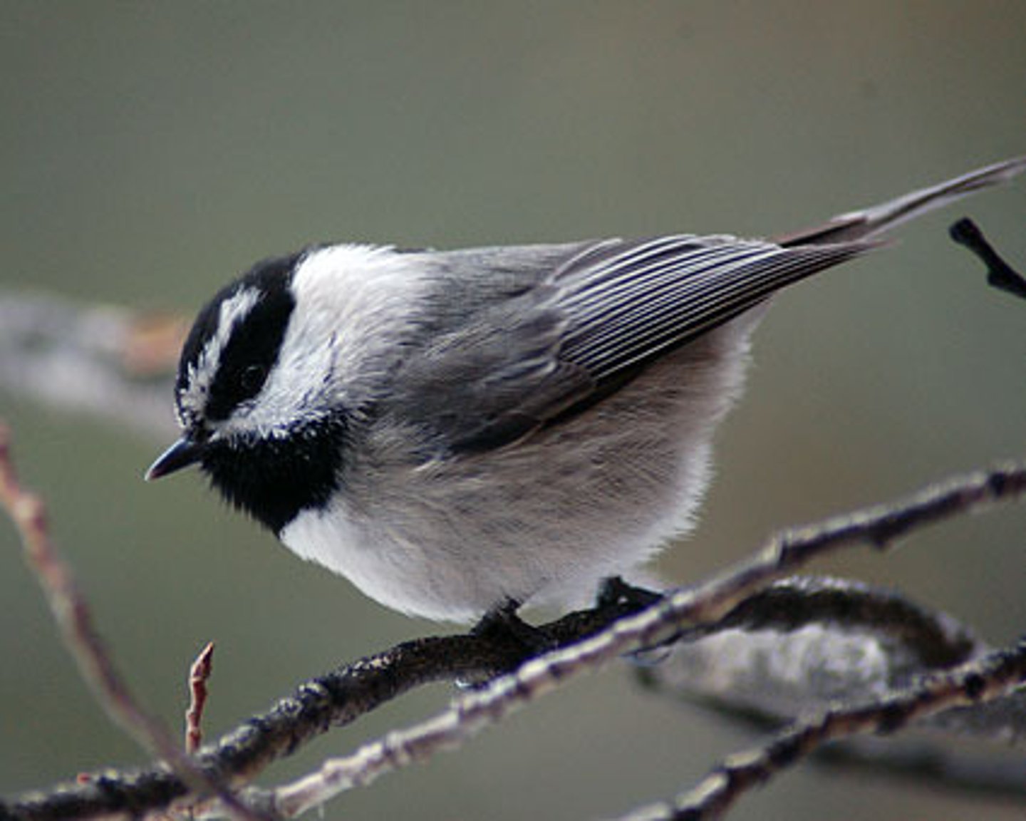 <p>Montane coniferous forests</p>