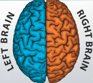 <p>The left hemisphere controls which side of the body? </p>