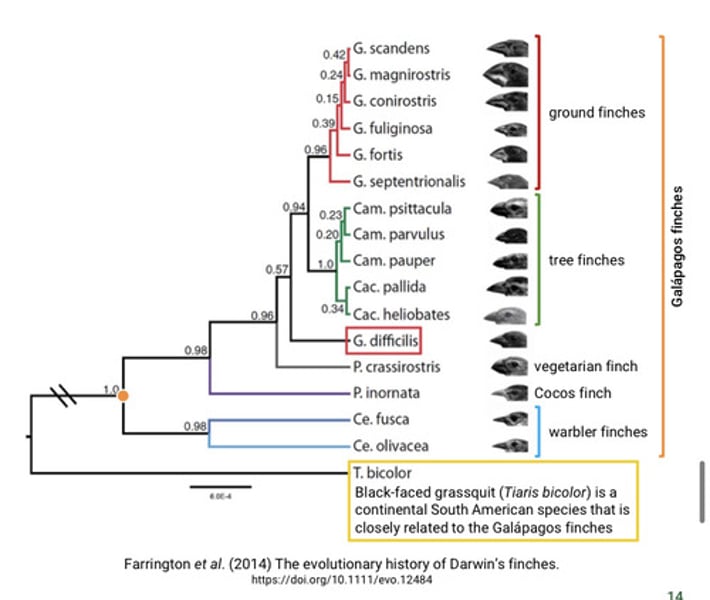 <p>A monophyletic group<br>-they descended from a single common ancestor.</p>