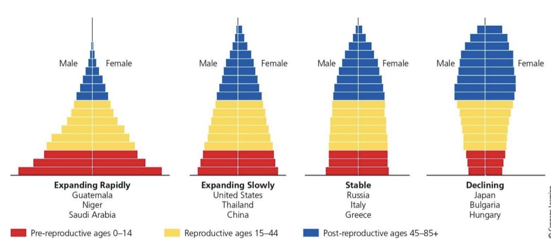 <p>Proportion of males vs females in young, middle, or older age groups within a population.</p><ul><li><p>countries with large percentage of people under 15 are growing rapidly</p></li></ul><p></p>