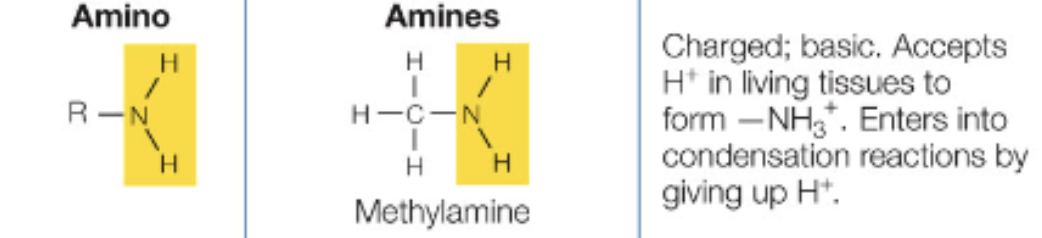 <p>N bonded to two H, polar, charged</p>