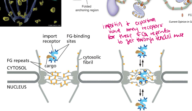 <p>Phenylalanine-Glycine repeats on the nucleoporincomplex fibrils. They bind to FG-binding sites on importin and exportin to help them get through the nucleoporin maze</p>