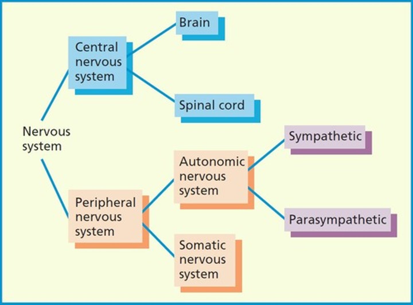 <p>Nervous system part controlling bodily responses.</p>