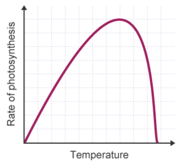 <p>How is TEMPERATURE a limiting factor of photosynthesis?</p>