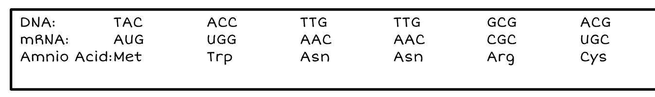 <p>Name of Mutation: Fr</p>