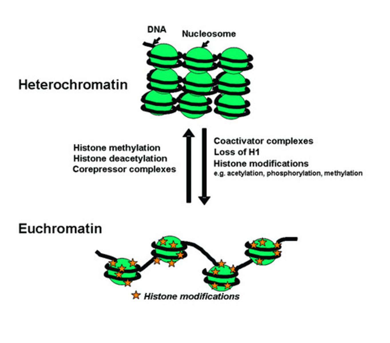 <p>less condensed regions of chromosomes, transcriptionally active</p>