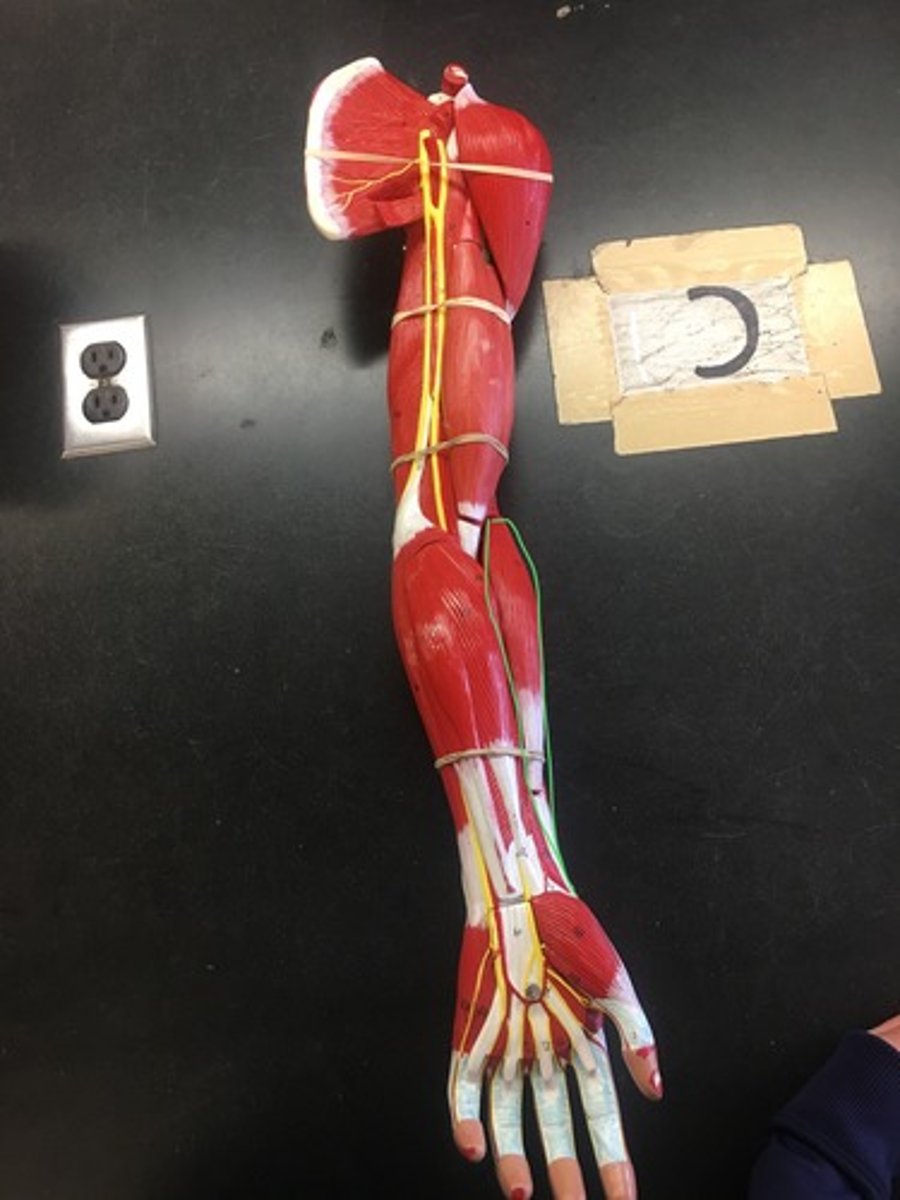 <p>Origin: Lateral Epicondyle of Humerus</p><p>Insertion: Styloid Process of Radius</p>