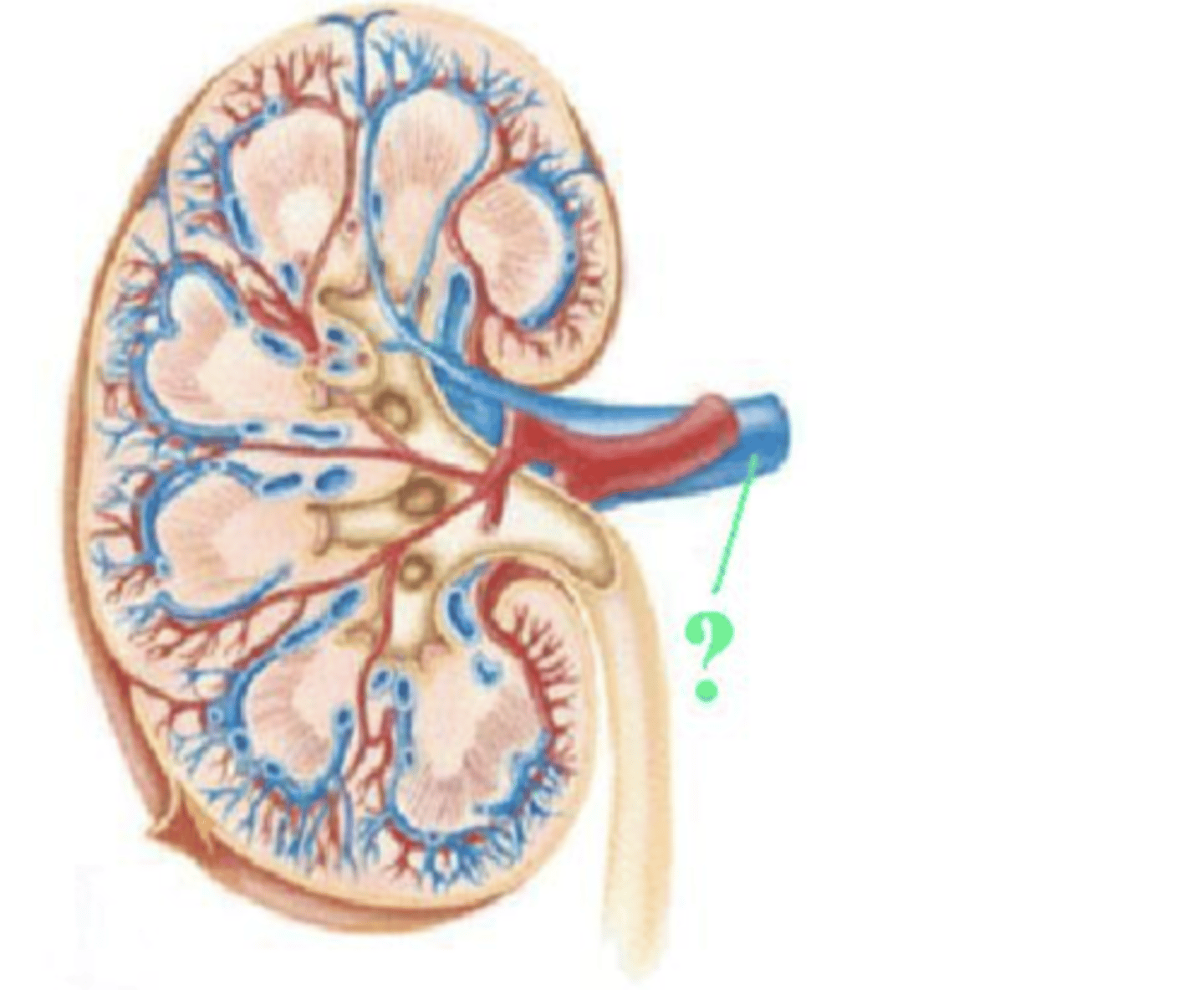 <p>renal vein</p>