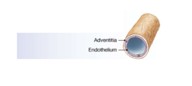 <p>Artery vs vein structure: Venules (smallest veins) </p>