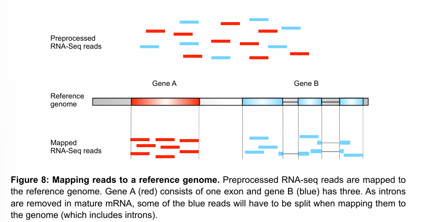 <ul><li><p><strong><u>Splicing</u></strong> is very common in many eukaryotes. Thus, if mature mRNA is used to construct the libraries, the reads will only consists of exons. Thus, none of the reads will map to introns, and if a read contains an exon boundary, it will need to be split to be correctly mapped to the genome.</p></li><li><p><strong><u>Strandedness of the library</u></strong> has to be specified for the mapping to be carried out correctly.</p></li></ul><p></p>