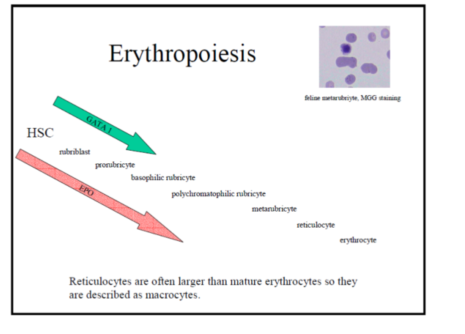 <p>EPO </p><p>GATA1</p>