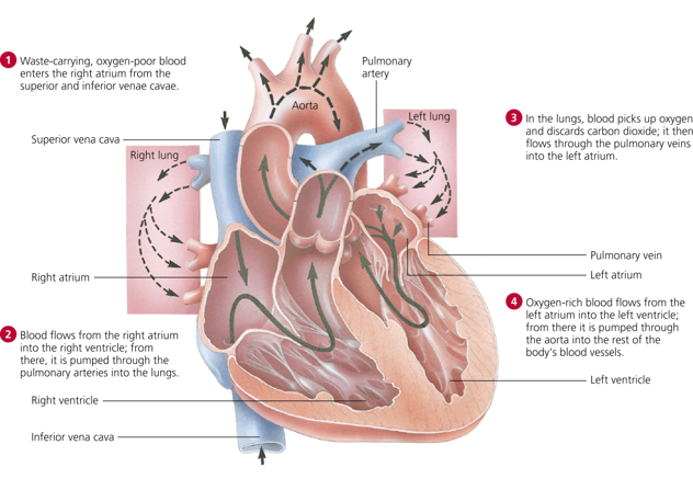 <p>How does my heart pump blood?</p>