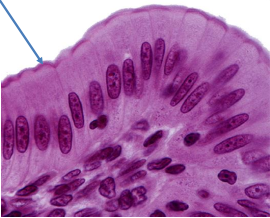 <p>THIS BLUE ARROW IS POINTING </p>