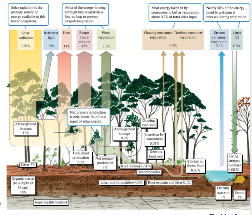 <p>only about<strong><em><u> ONE%</u></em></strong></p><ul><li><p>Majority is lost through reflection, heat + evapotranspiration + plant respiration before it is available for consumption or decomposition</p></li></ul><p></p>