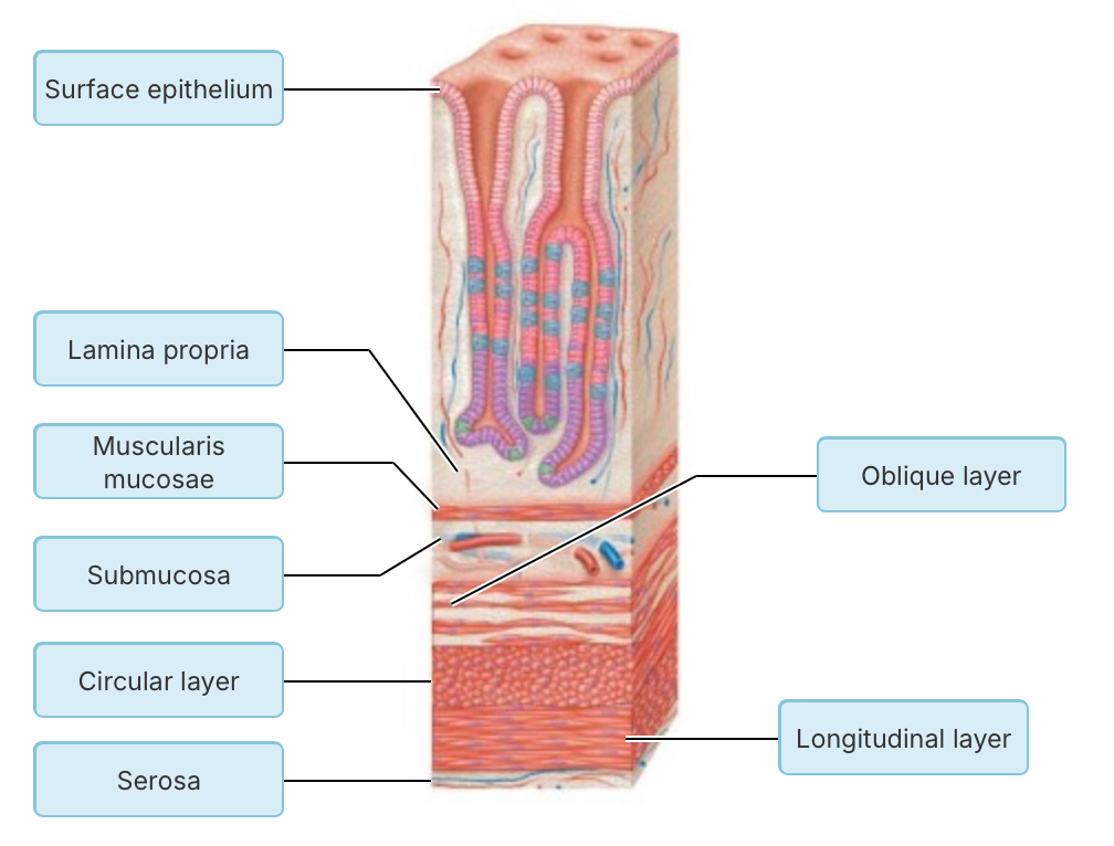 term image
