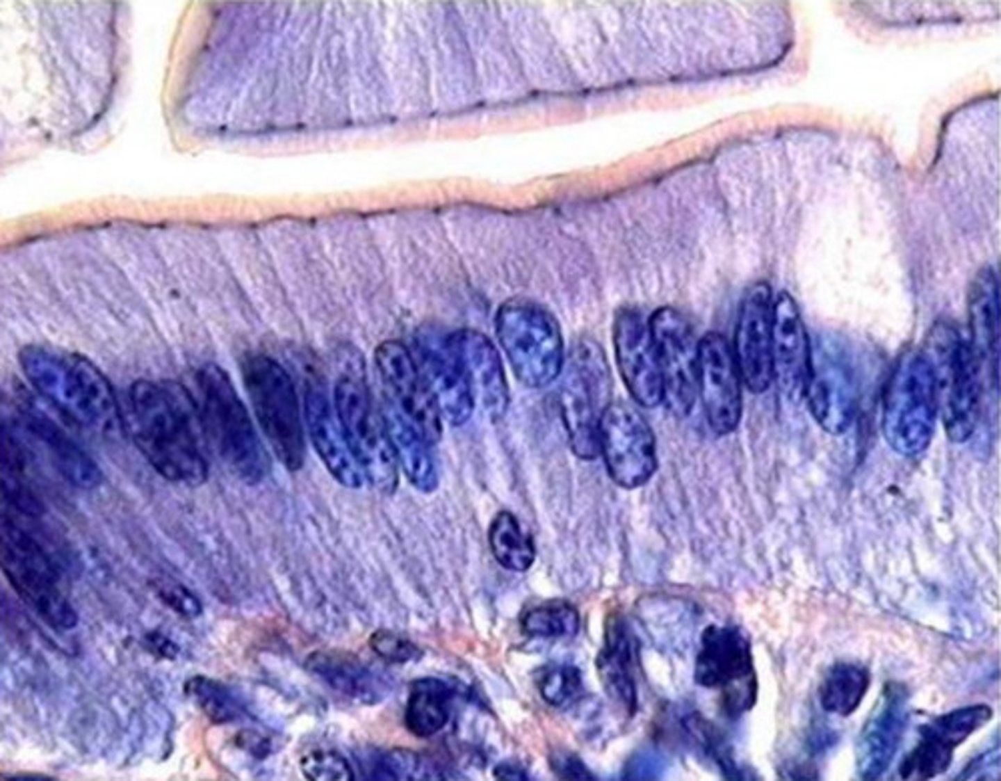 <p>enterocytes in small intestine</p>