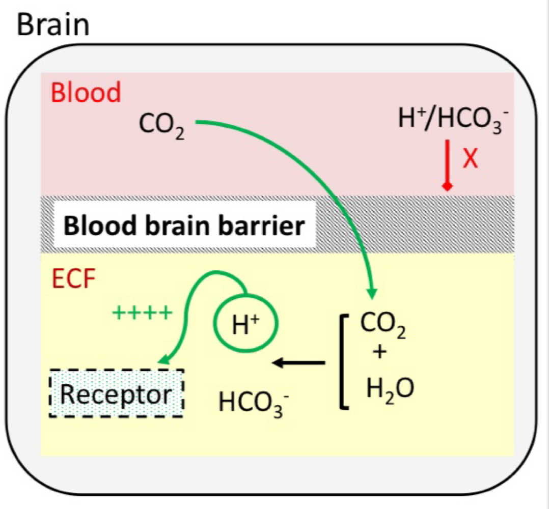 <ul><li><p>Detects changes in H+ in extracellular fluid within the brain</p><ul><li><p>H+/HCO<sub>3</sub>- can’t pass through the blood brain barrier but CO<sub>2 </sub>can → decreasing pH</p></li></ul></li><li><p>Contributes 80% of the overall response to an increase in PaCO<sub>2</sub></p></li></ul><p></p>