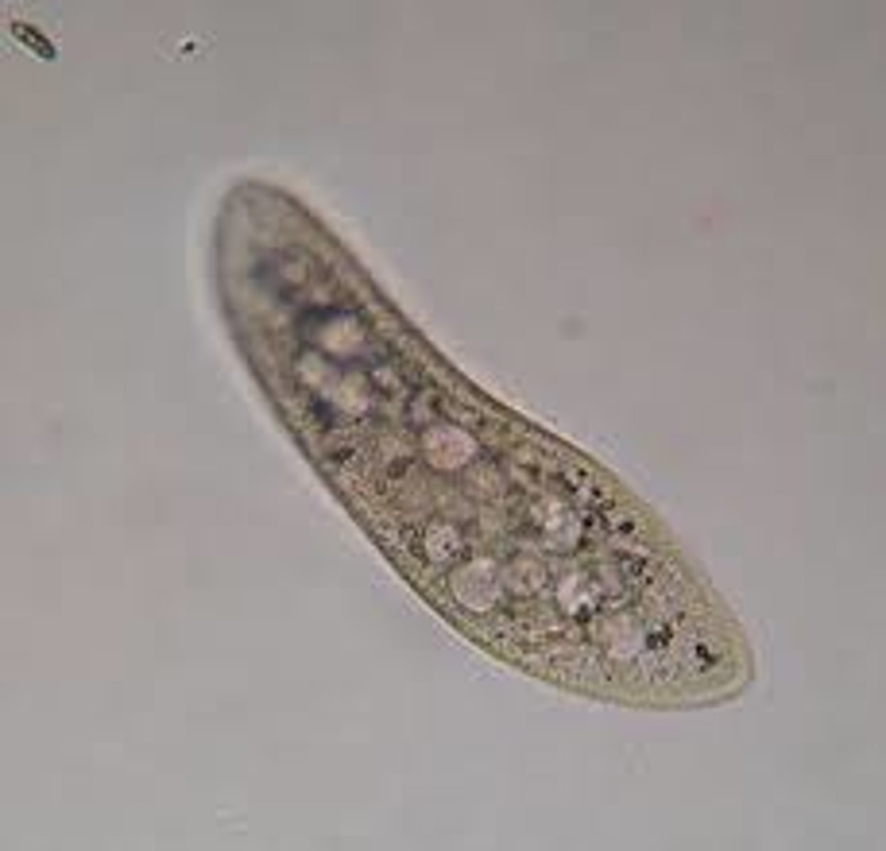 <p>A single celled organism</p>