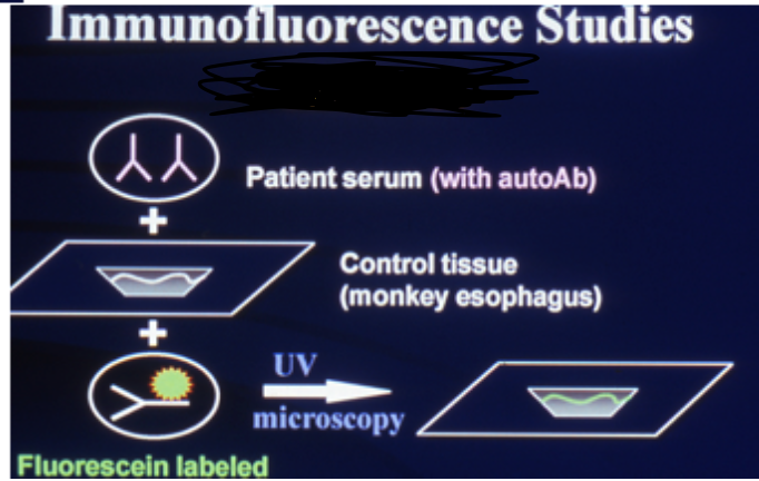 <p>What type of immunofluorescence?</p>