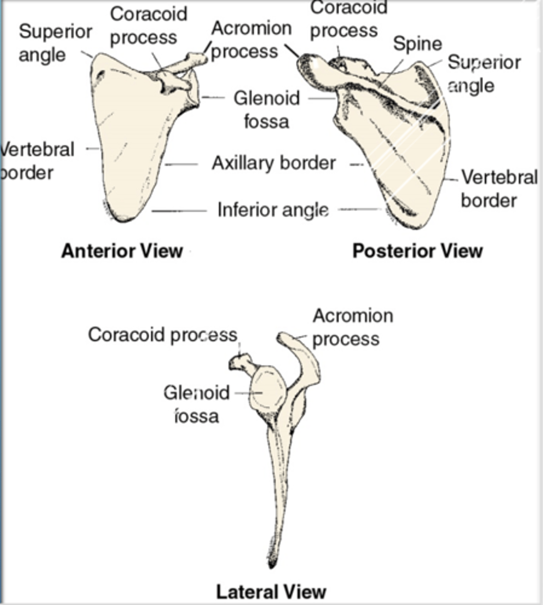 <p>- superior angle</p><p>- inferior angle</p><p>- vertebral border</p><p>- axillary border</p><p>- spine</p><p>- acromion process</p><p>- glenoid fossa</p><p>- coracoid process</p>