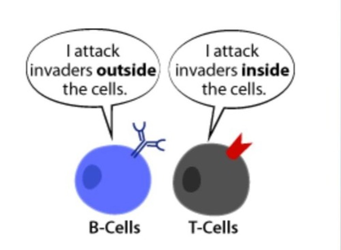 <p>Lymphocyte that attacks infected cells.</p><ul><li><p>helper T </p></li><li><p>cytotoxic T </p></li><li><p>responsible for memory cells </p></li></ul><p></p>