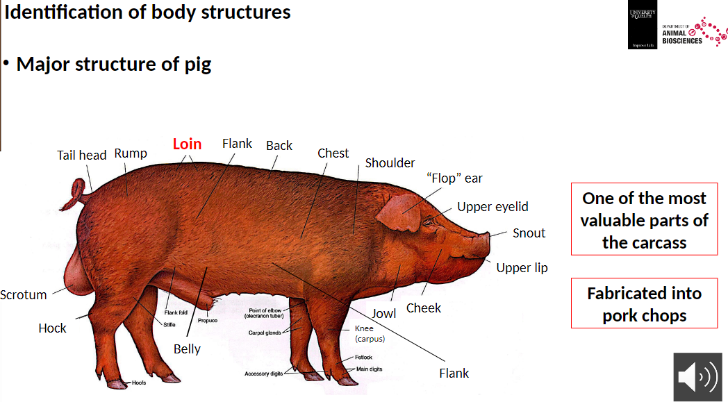 <p><strong>Loin</strong><br>āOne of the most valuable parts of the carcass<br>āFabricated into pork chops</p>