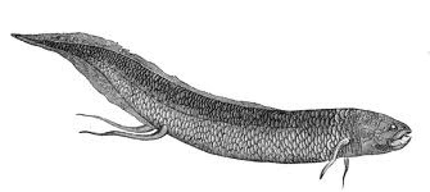 <p>longvissen</p>