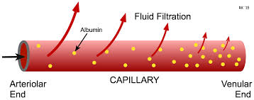 <p>blood pressure forcing fluid out of capillaries</p>