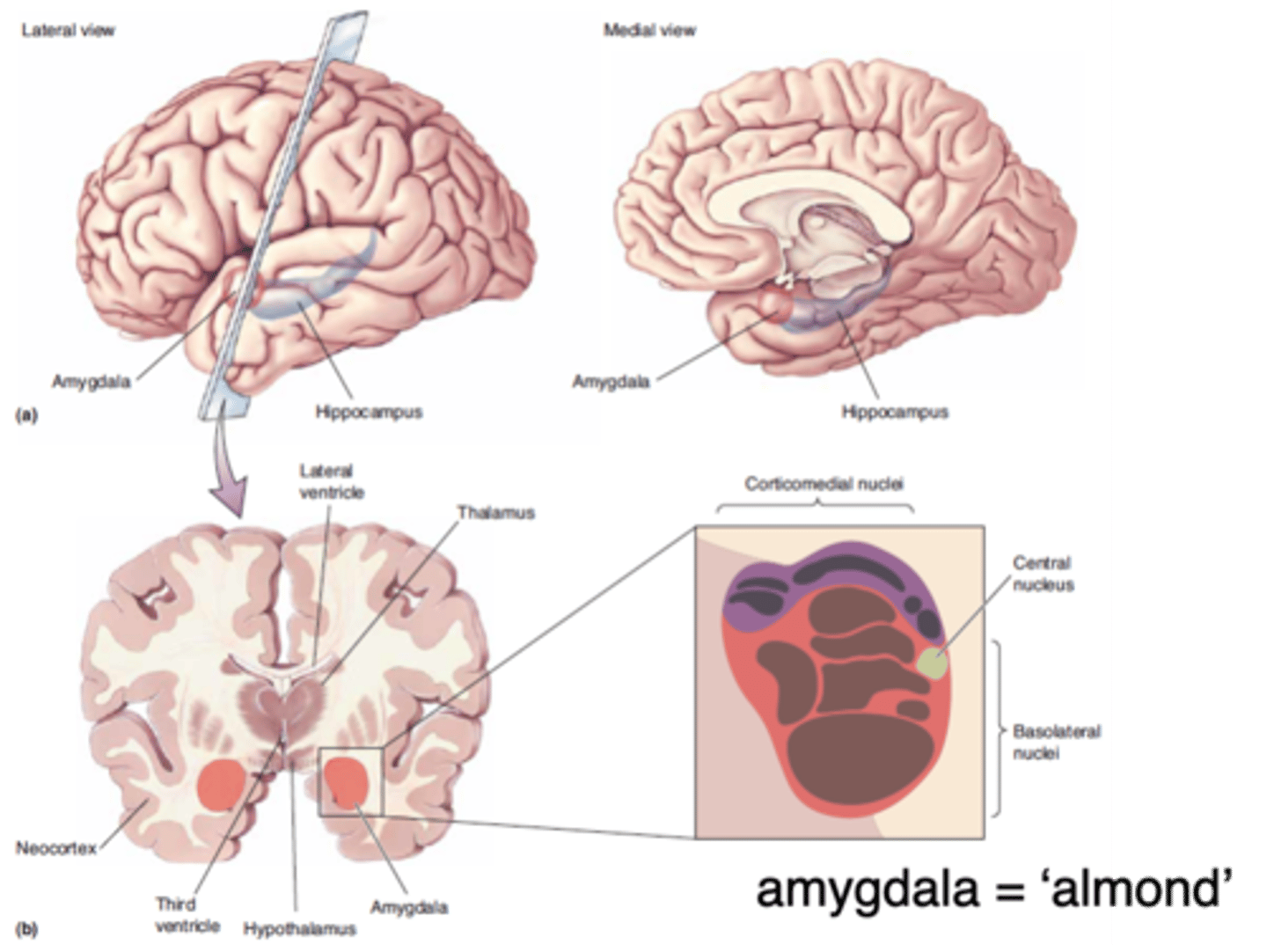 <p>Which part of the brain, sitting anterior to the hippocampus, has an important role in fear?</p>