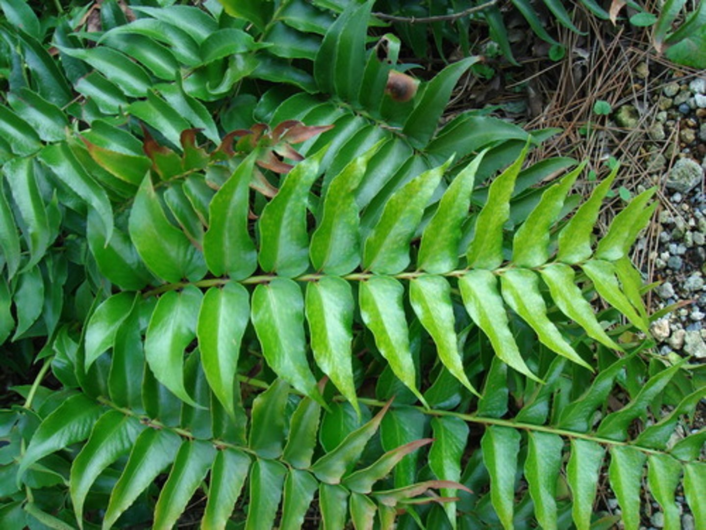 <p>Cyrtomium falcatum</p>