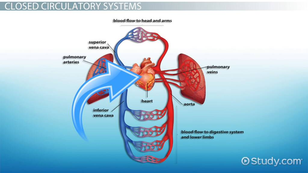 <p>Additionally, with a closed system involving blood vessels, messages can _____ _____ distances.</p>