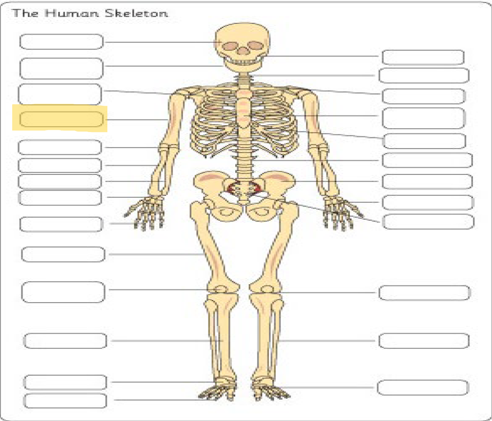 <p>What is this Bone?</p>
