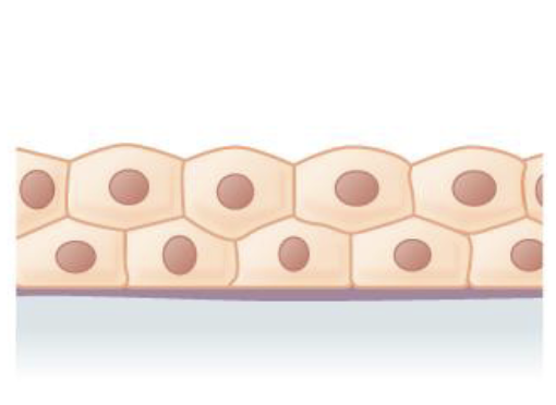 <p>Name the following tissue type.</p>