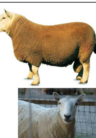 <p>SHEEP BREEDS: what is the breed, origin, color, horns, and traits?</p>