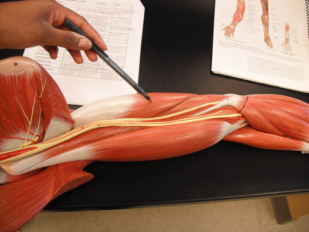 <p>Triceps brachial</p>