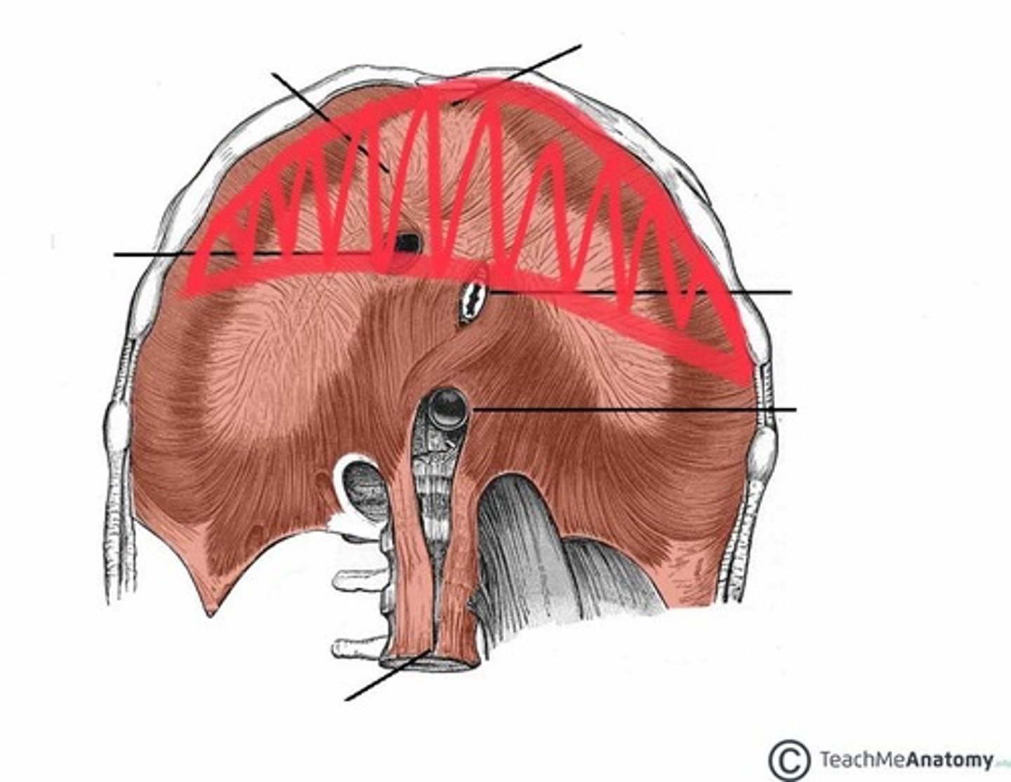 <p>Top edge of diaphragm</p>