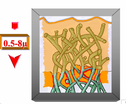 <p>0.5-0.8um thick - remember its the intertubular region, not the dentinal tubules&nbsp;</p>