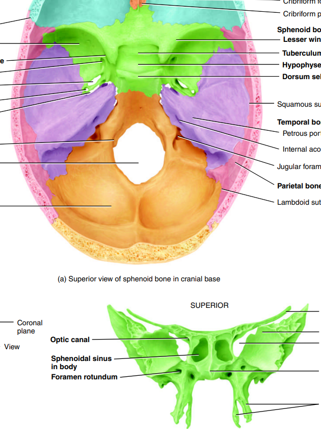 <p>markings → optic foramen</p><p>description → wedge-shaped “butterfly”; lies at middle part of cranial base</p><p>function → “keystone” holds all cranial base bones together</p>