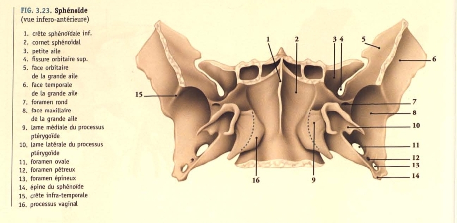 <p>Face inférieure: représente la partie la plus postérieure des voûtes nasales et présente :</p><p>- Médialement: la crête sphénoidale inférieure qui rejoint en avant le rostrum sphénoidal et s’articule avec le vomer. Le rostrum et le vomer limitent un canal borgne: le canal voméro-rostral.</p><p>-Latéralement: la surface de la partie inférieure des cornets sphénoidaux qui répond latéralement au processus vaginal du processus ptérygoide.</p>