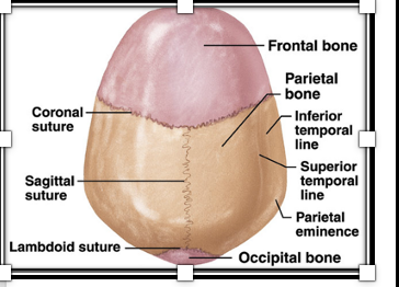 <p>Lambdoid suture</p>