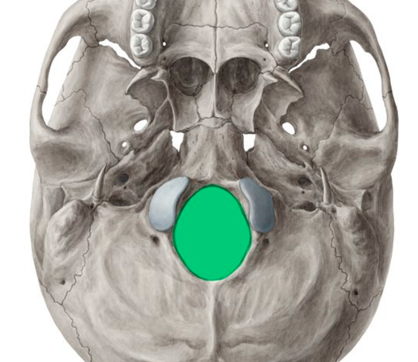 <p>occipital; large opening at the base of the cranium through which the spinal cord passes</p>