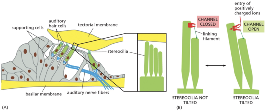 <p>Auditory hair cells</p>
