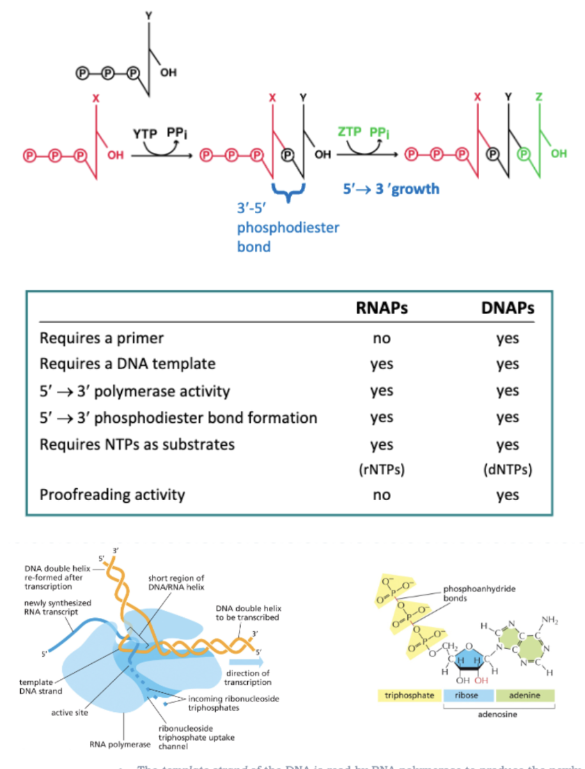 <ul><li><p>RNA BY ENZYMES CALLED RNA POLYMERASES </p></li><li><p>SYNTHESIS IS 5’—&gt;3’</p></li><li><p>SYNTHESIS IS DE NOVO</p></li><li><p>NO PRIMER IS REQUIRED</p></li><li><p>THE TEMPLATE STRAND OF THE DNA IS READ BY RNA POLYMERASE TO PRODUCE THE NEWLY SYNTHESIZED RNA TRANCRIPT</p></li><li><p>RNA POLYMERASE CATALYZES THE FORMATION OF PHOSPHODIESTER BONDS, ELONGATING THE TRANSCRIPT ONE NUCLEOTIDE AT A TIME</p></li><li><p>THE ENERGY FOR PHOSPHODIESTER BOND FORMATION COMES FROM THE PHOSPHOANHYDRIDE BOND IN THE ATP, GTP, CTP, OR UTP BEING INCORPORATED</p></li></ul><p></p>