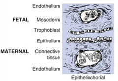 <p>Epitheliochorial placentation</p>