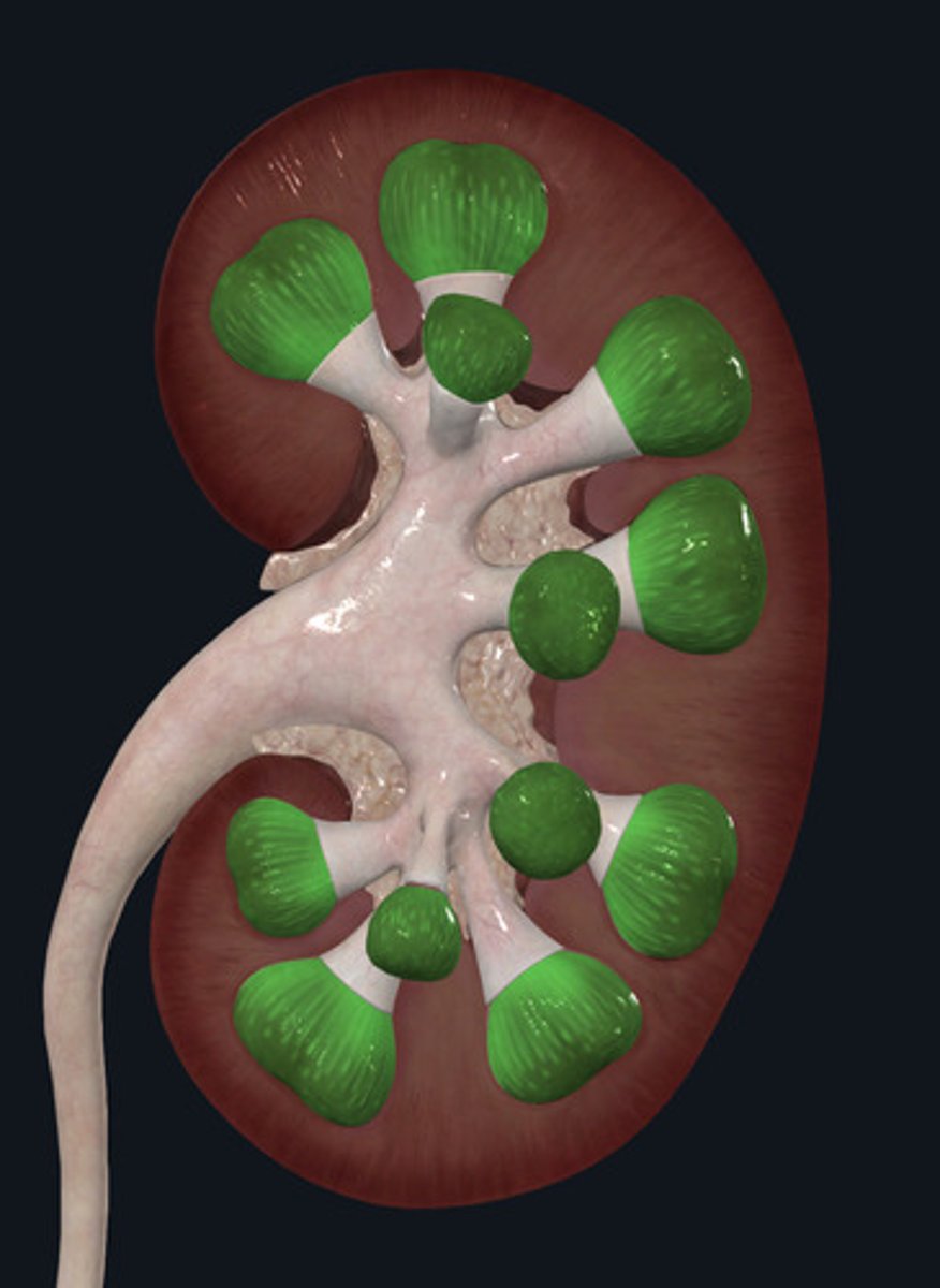 <p>ID Structure Highlighted Green</p>