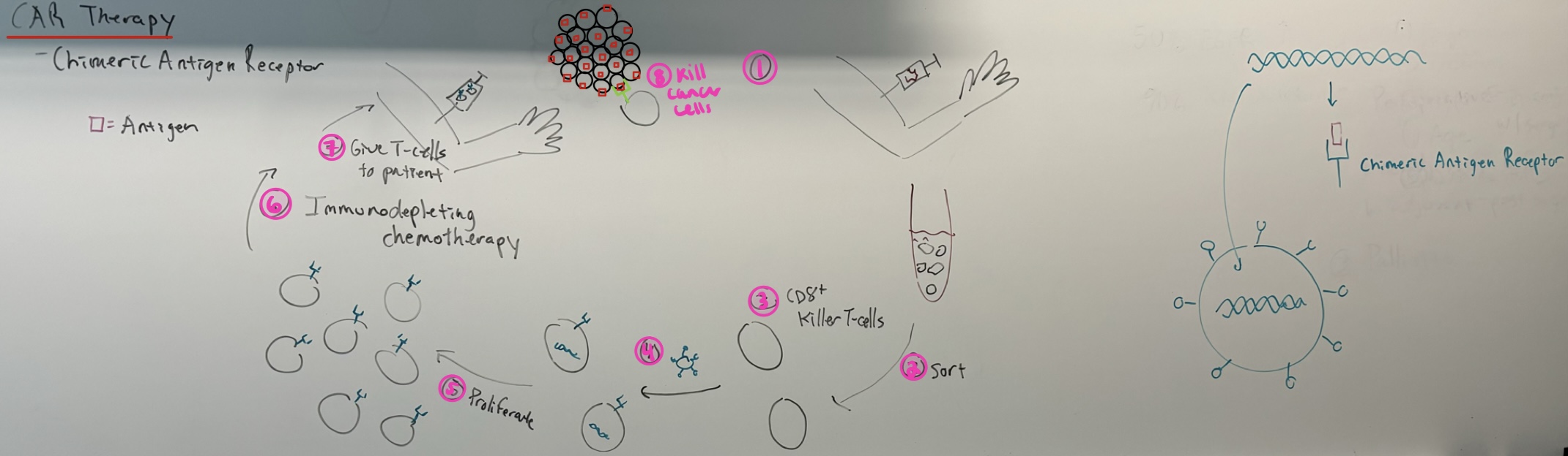 <ol><li><p>get blood sample</p></li><li><p>sort</p></li><li><p>CD8+ killer T-cells</p></li><li><p>fuse with virus</p></li><li><p>proliferate</p></li><li><p>immunodepleting chemotherapy</p></li><li><p>inject new T-cells back into the patient</p></li><li><p>new T-cells recognize cancer cell’s antigens and kills cancer</p></li></ol>