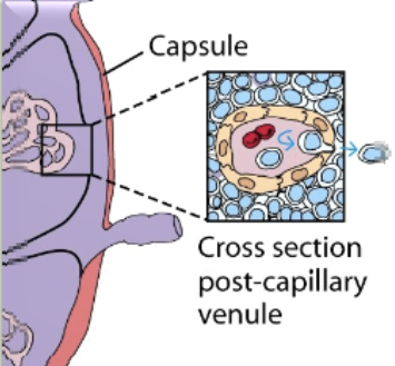 <p>from the blood, lymphocytes arrive at the lymph node through these (specialized endothelial cells). cells move into lymph node by extravasation process</p>
